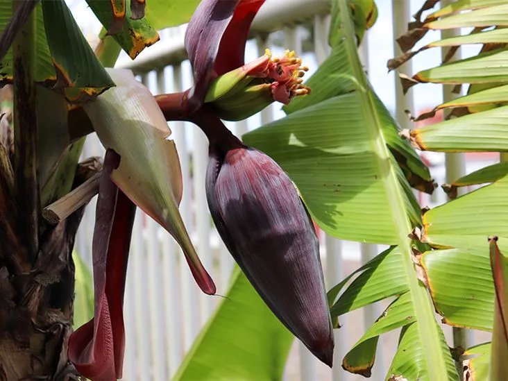 Discover the Banana Flower: A Culinary and Nutritional Gem