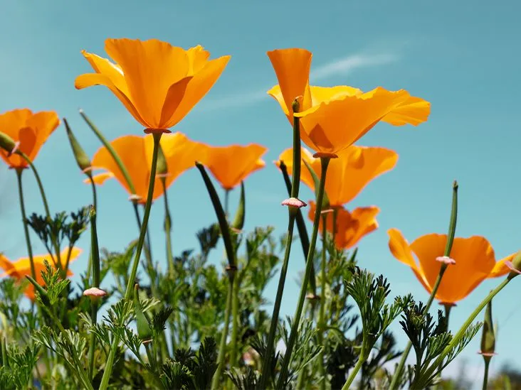 Understanding California Poppy: Benefits and Uses
