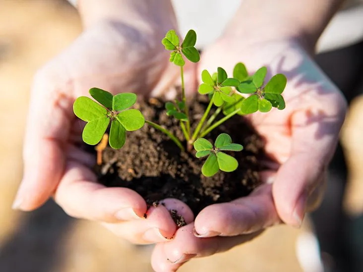 Are Clovers Safe to Eat? Exploring Nutritional Benefits and Potential Risks