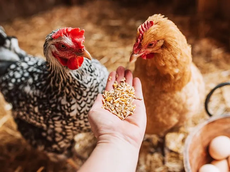 Guide to Raising Chickens: Key Tips and Insights