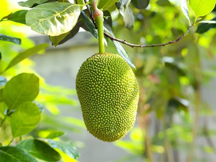 Jackfruit: A Rising Star in Plant-Based Meat Alternatives