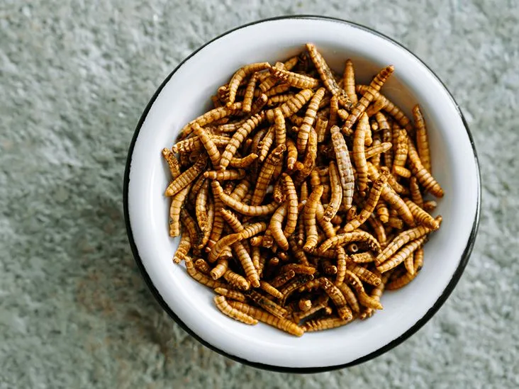 Are Worms Safe to Eat? Exploring the Nutritional Benefits and Risks