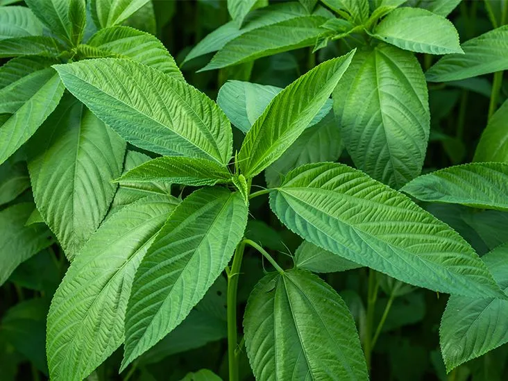 Understanding Jute Leaves: Nutritional Value, Benefits, and Culinary Uses