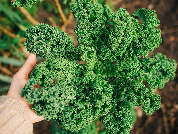 10 Unique Varieties of Kale to Delight Your Palate